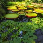 Pink and White Water Lilies Painting with Green Lily Pads