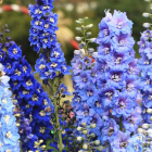 Colorful Cascading Blooms in Blue, Purple, and White on Green Background