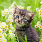 Blue-eyed kitten among white daisies with striped fur