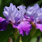 Colorful Iris Flowers in Full Bloom with Detailed Petals and Yellow Accents