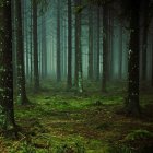 Enchanted Night Forest with Glowing Lanterns and Starry Sky