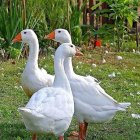 Three White Ducks in Tall Grass and White Flowers with Soft-focus Background