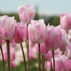 Pink and White Tulips with Dewdrops on Sparkling Bokeh Background