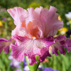 Colorful Pink and Purple Irises with Ruffled Petals and Green Foliage