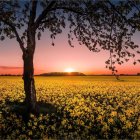 Colorful painting of whimsical trees, butterflies, and flowers under a dramatic sunset sky