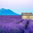 Scenic painting of white house in lavender fields