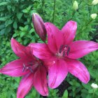 Vibrant pink flowers with dewdrops and butterfly on colorful botanical background