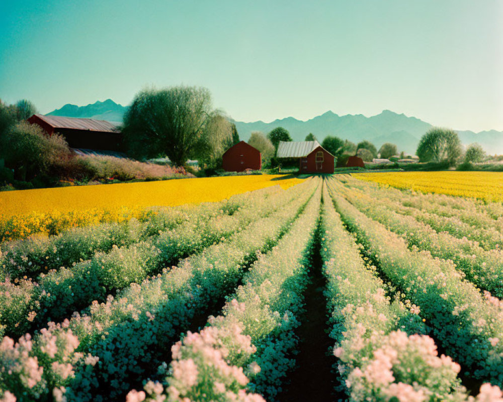 White Flowers Rows Leading to Red Farm Buildings in Lush Greenery