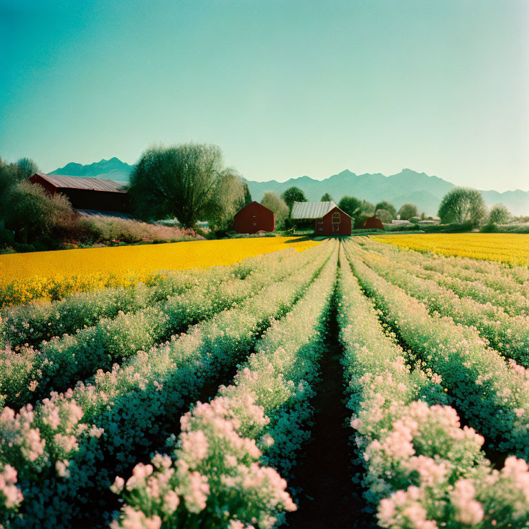 White Flowers Rows Leading to Red Farm Buildings in Lush Greenery