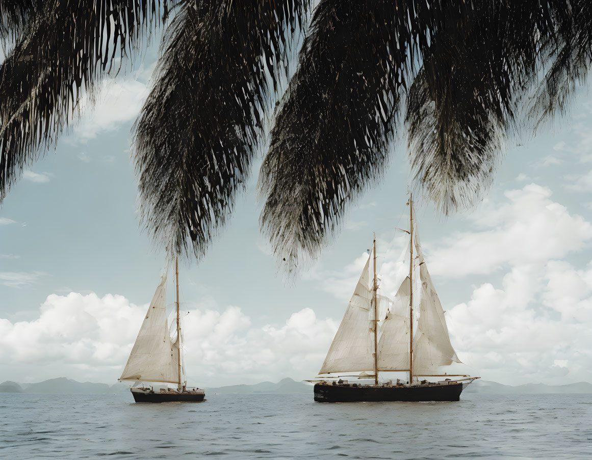 Sailboats on calm waters under clear sky with overhanging palm leaves