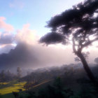 Sunlit misty mountain landscape with tree and rolling hills at sunrise