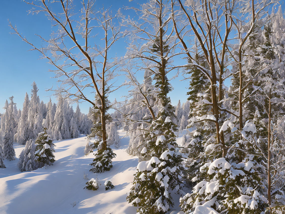 Winter landscape with snow-covered trees and terrain under clear blue sky