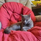 Two cats relaxing on a red chair amidst floral wallpaper.