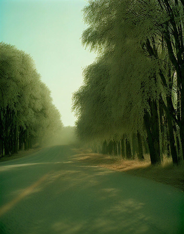 Tranquil road with overhanging trees in soft light