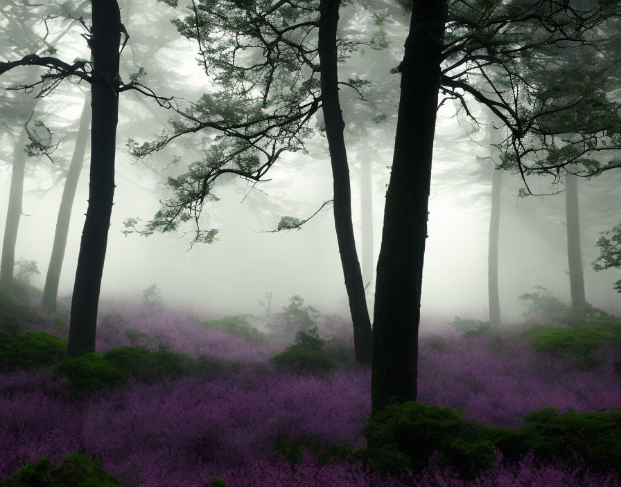 Enchanting misty forest with tall trees and purple flowers