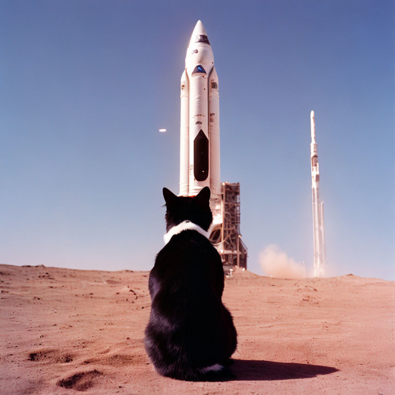 Black and white cat observing space shuttle launch in desert setting