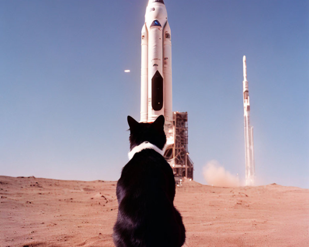 Black and white cat observing space shuttle launch in desert setting