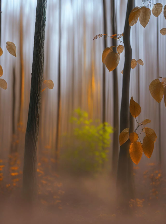 Autumn forest scene with blurred trees and golden leaves in sharp focus