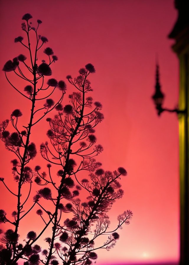 Tree silhouette against vibrant pink and purple sunset sky with lamppost.