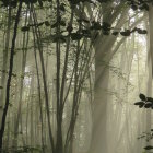 Majestic forest scene with towering trees and serene misty atmosphere