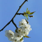 Colorful Butterfly on Branch with White Flowers in Blue Sky