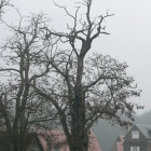 Surreal tree representing four seasons in misty forest setting