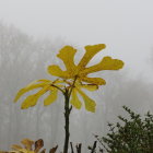 Mystical snow-capped mountains with golden-hued trees landscape