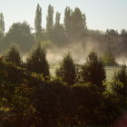 Lush Evergreens in Vibrant Forest Scene with Colorful Misty Haze