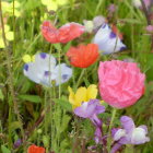 Colorful Flowers Painting with Green Foliage Background