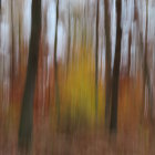 Serene forest painting with tall trees and autumn foliage