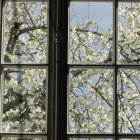 Grid-patterned window frames yellow flowering tree against blue sky