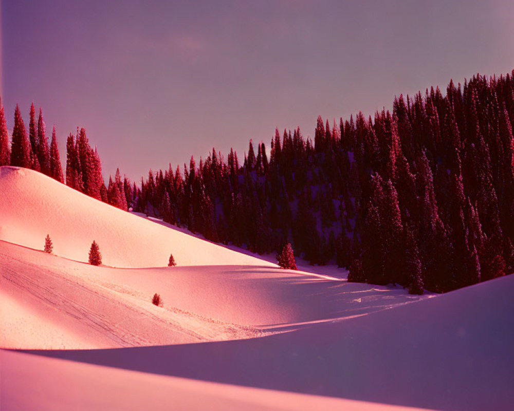 Snowy Landscape with Purple and Pink Hues and Pine Trees at Dusk