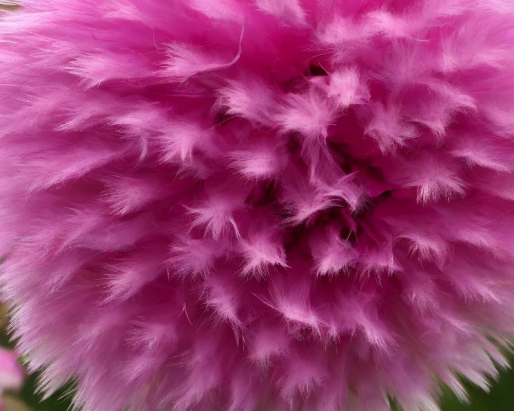 Vibrant pink fuzzy flower with soft, delicate petals