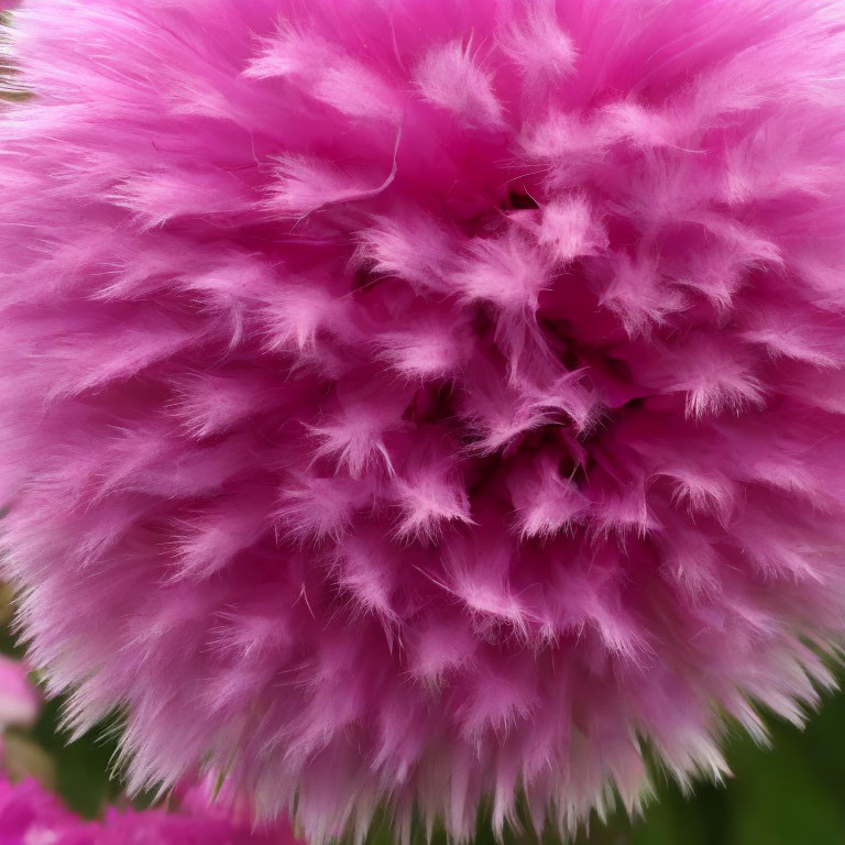 Vibrant pink fuzzy flower with soft, delicate petals