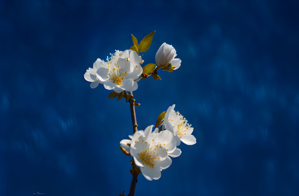 Branch with white blossoms against deep blue sky and soft clouds