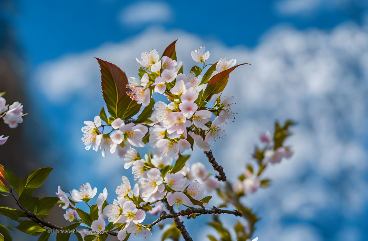 Pink-centered white cherry blossoms with reddish leaves on soft blue sky with white clouds