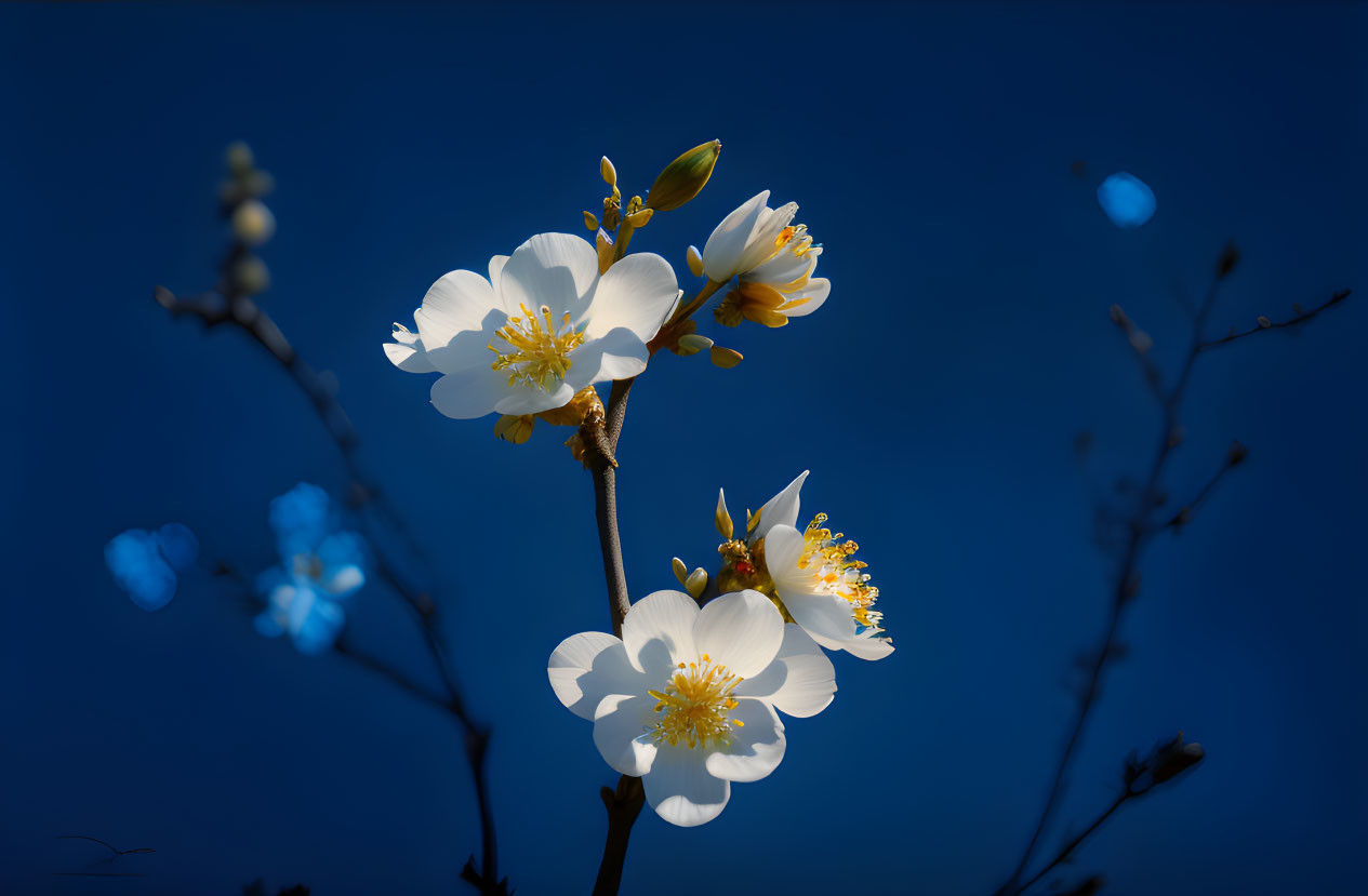 White blossoms with yellow centers on vivid blue sky backdrop.