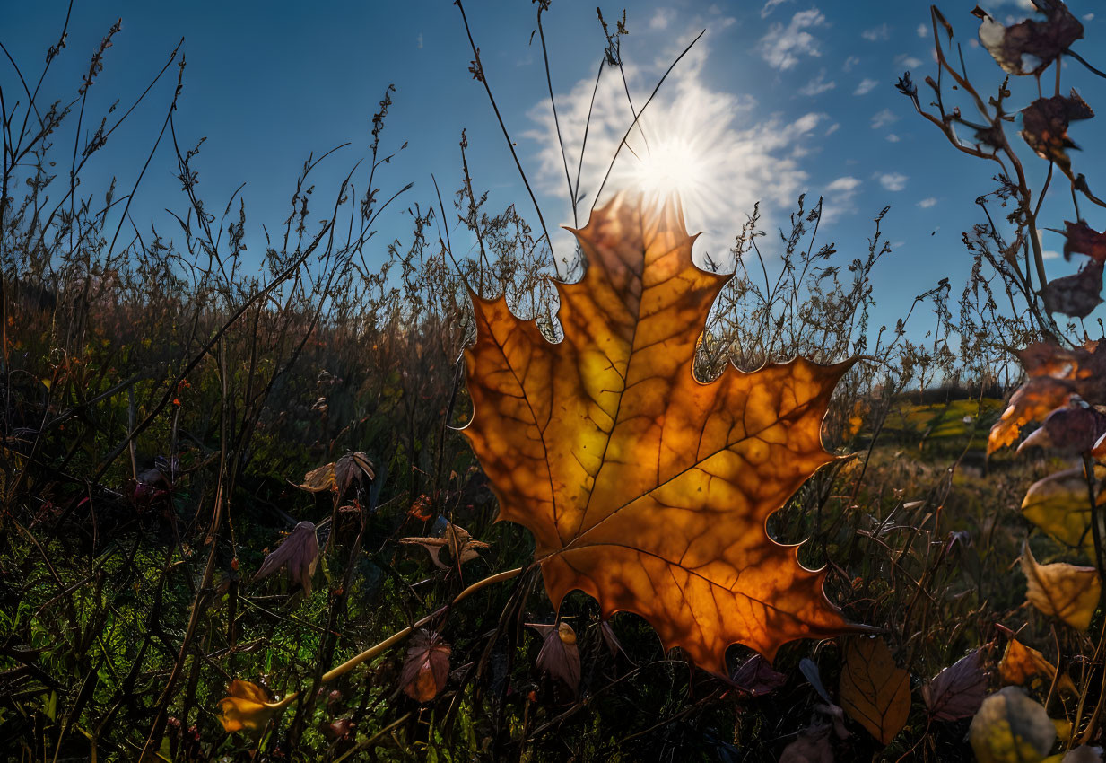 Autumn leaf with dewdrops in sunlight on grass and fallen leaves.