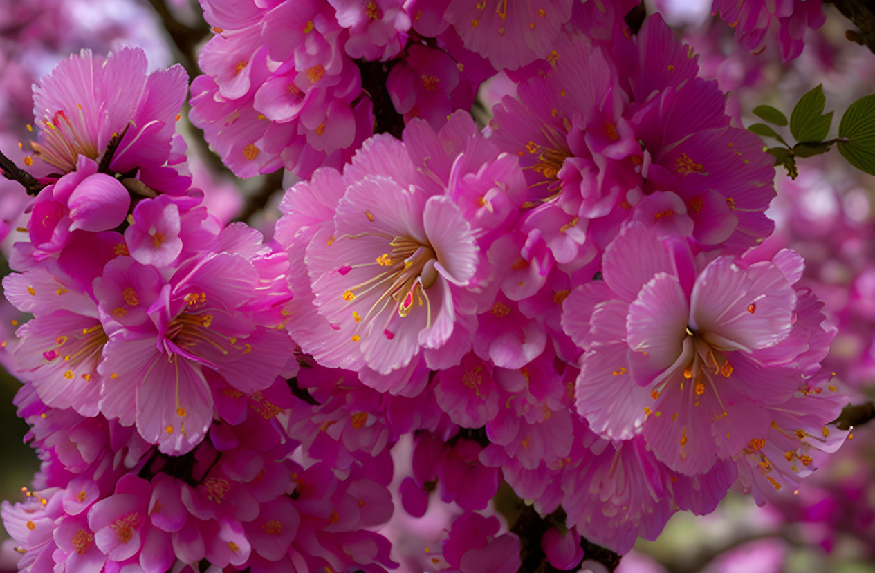 Detailed View of Pink Cherry Blossoms in Full Bloom