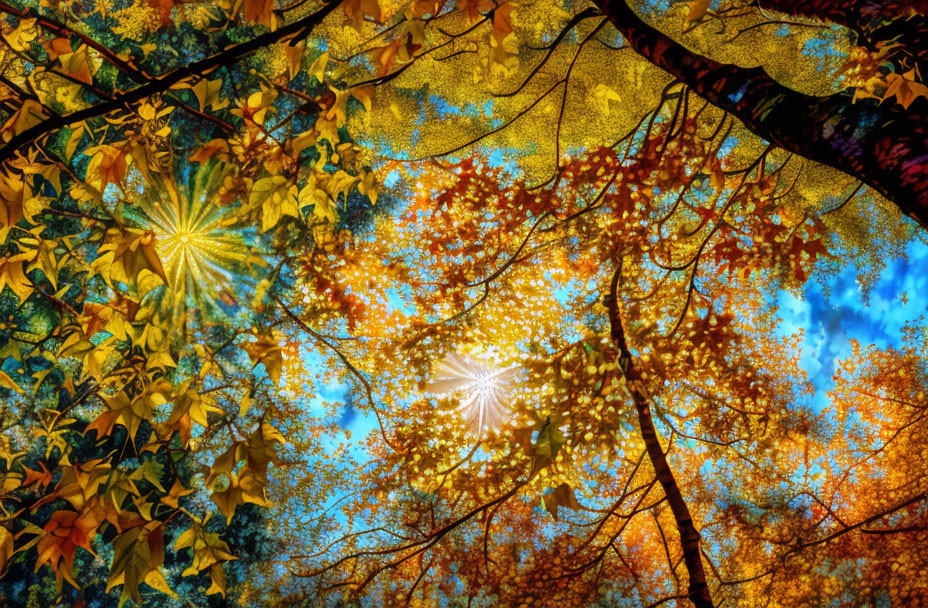 Colorful Autumn Foliage with Sunbeams Through Canopy