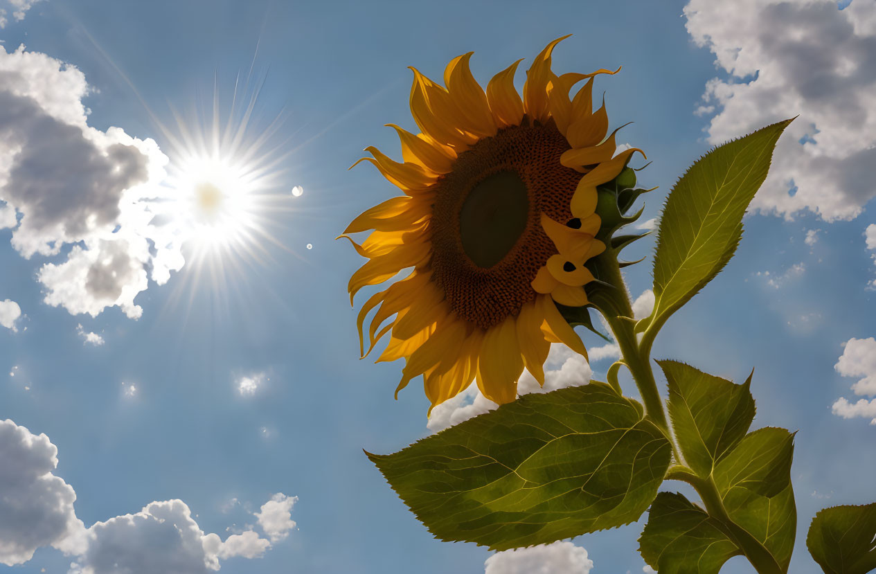 Sunflower under bright sun against blue sky with fluffy clouds