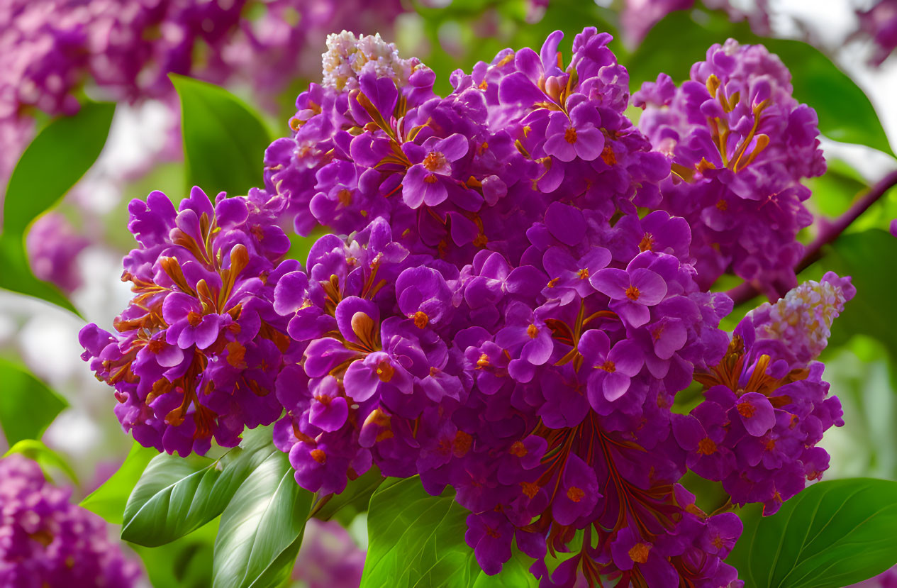 Detailed View of Purple Lilac Blossoms and Green Leaves