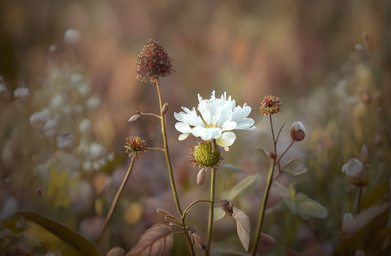 White Flower in Bloom Surrounded by Autumnal Background