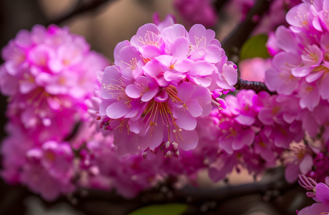 Pink Cherry Blossoms in Full Bloom with Delicate Petals and Stamens