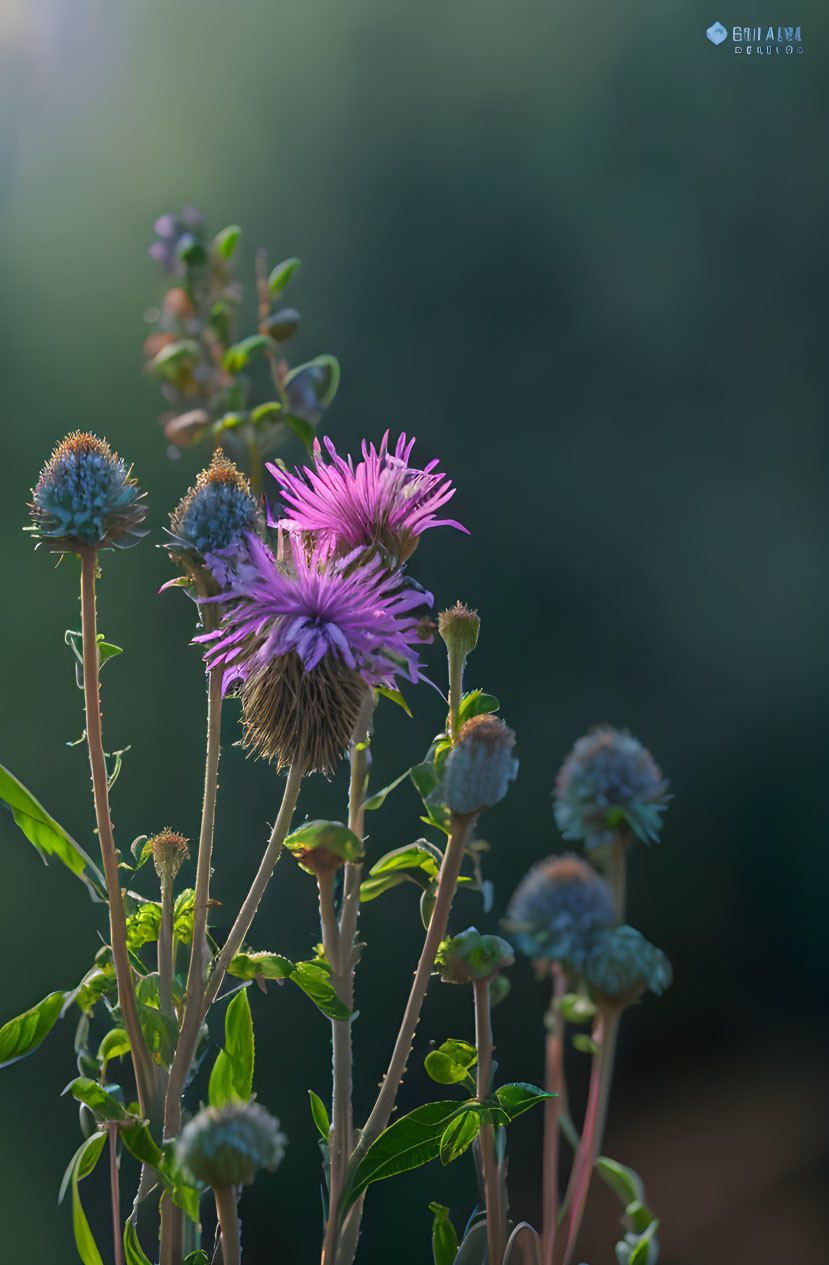 Vivid Purple Flower Among Green Buds with Soft Bokeh Background