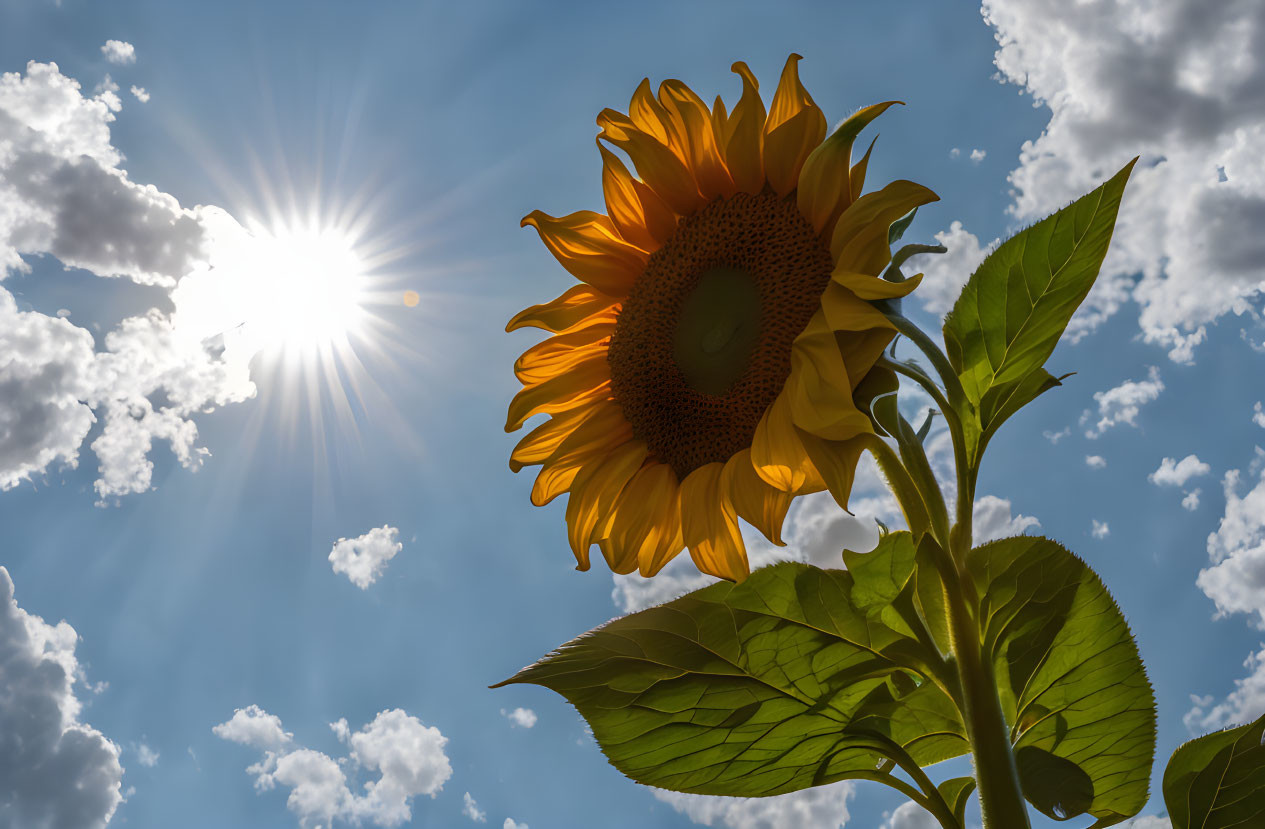 Bright sunflower against blue sky with scattered clouds and sun.