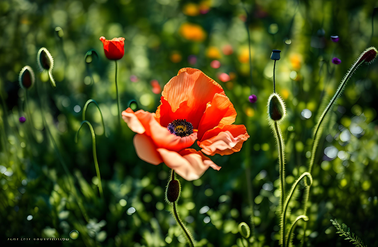 Bright red poppy flower among greenery and buds in soft-focus background