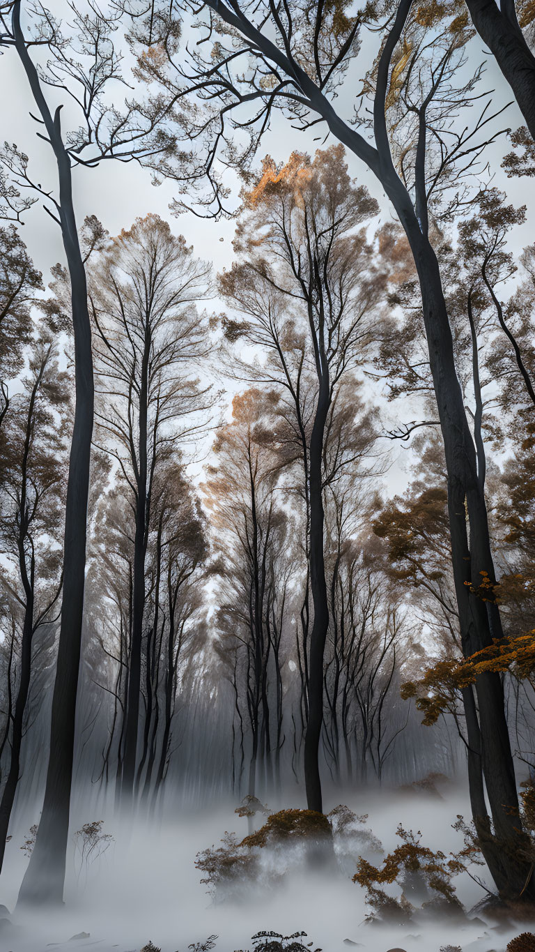 Autumn forest with tall trees and white trunks under misty sky