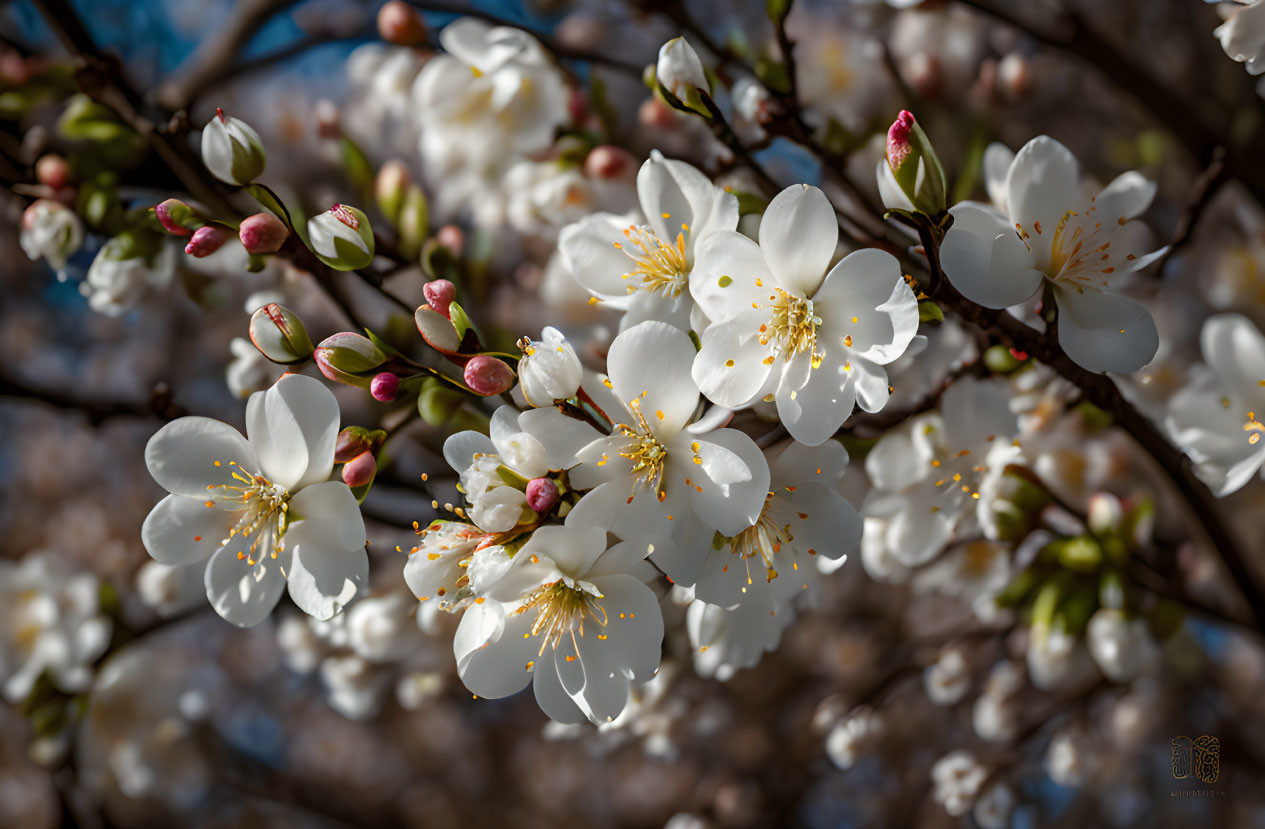 White cherry blossoms with golden stamens under sunlight on blue sky background.