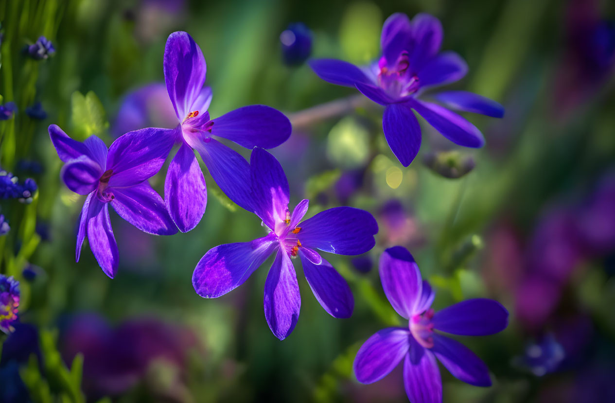 Purple Five-Petal Flowers with Orange Centers in Greenery